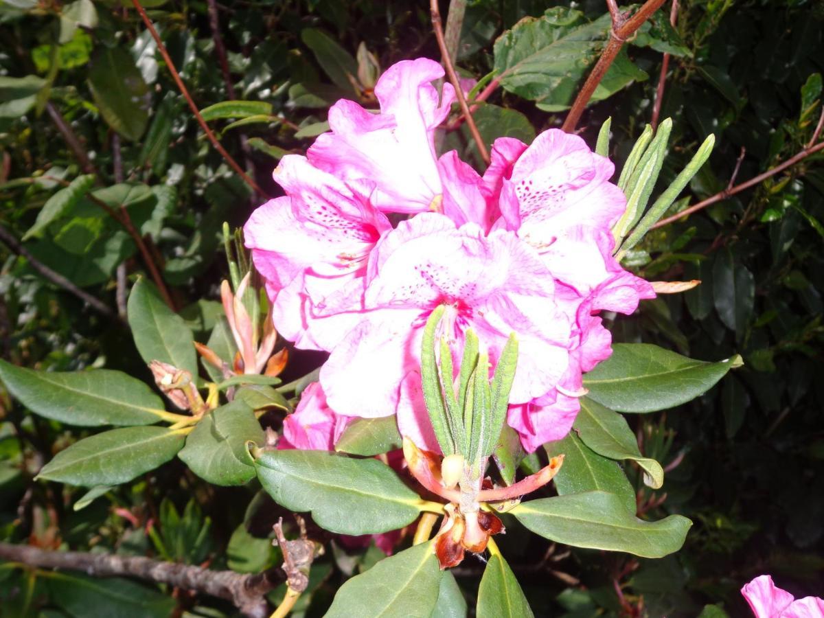 Les Fleurs Du Mont Panzió Caux Kültér fotó