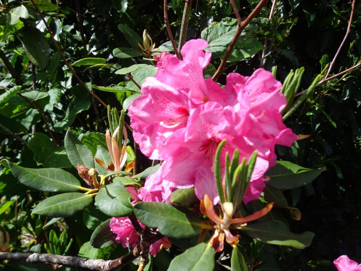 Les Fleurs Du Mont Panzió Caux Kültér fotó