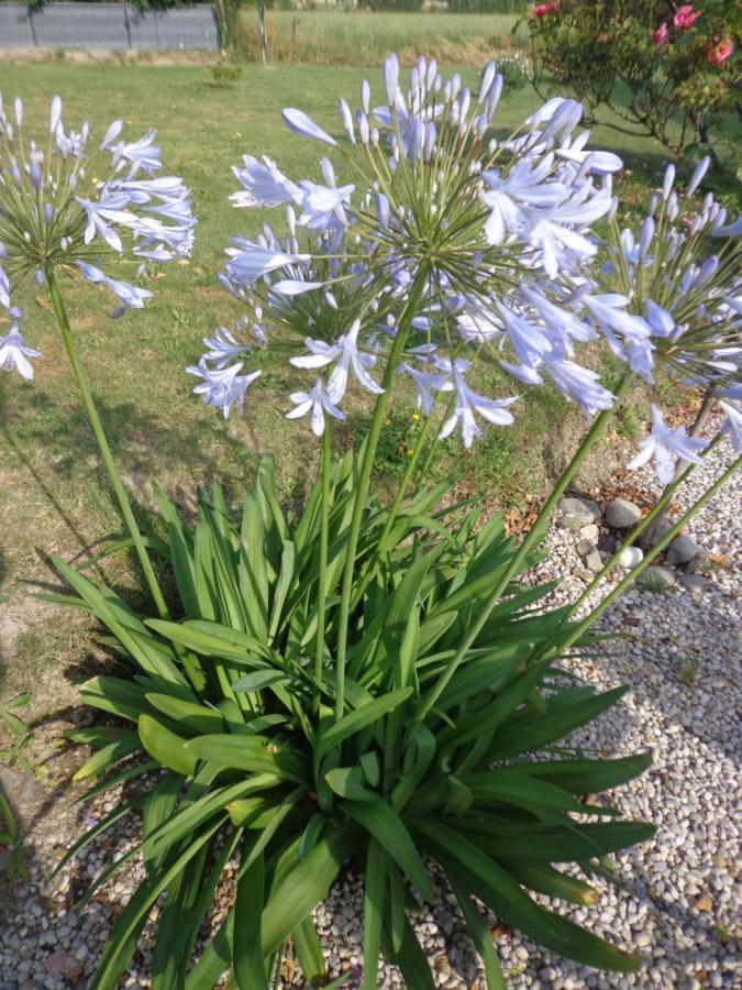 Les Fleurs Du Mont Panzió Caux Kültér fotó