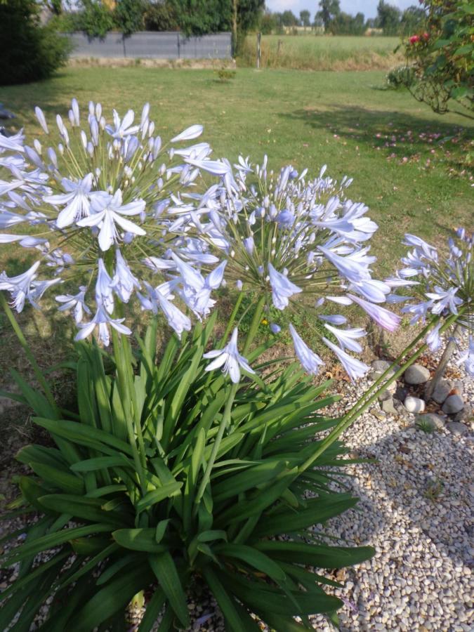 Les Fleurs Du Mont Panzió Caux Kültér fotó